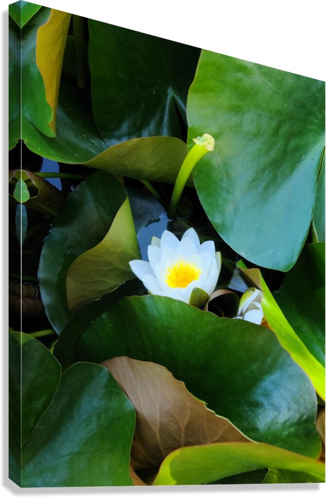 The Quiet Reveal: Beauty Beneath Canvas Print