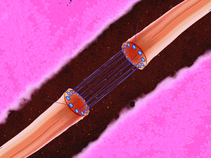 Direct Anastomosis Complete