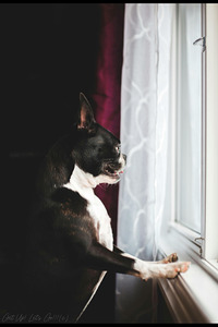 BOSS IS IN THE DRIVE WAY