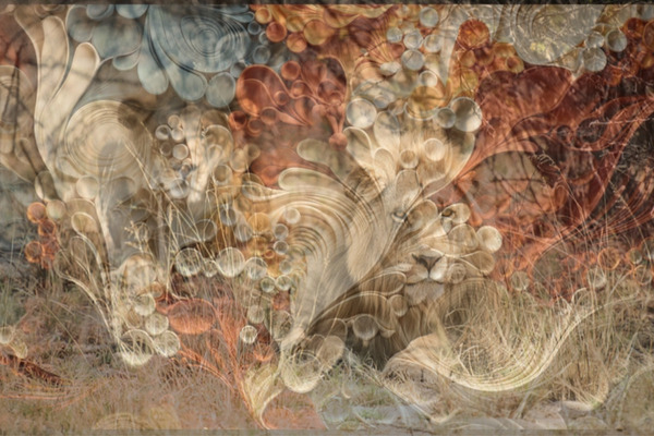 BOSS - Subtle Fierceness Print