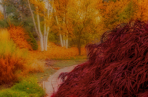 Fall Color