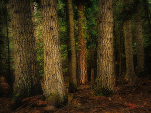 Forest at the Confluence