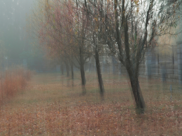 Tree Row Print