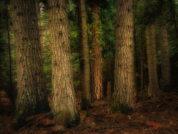 Forest at the Confluence by Dan Eskelson