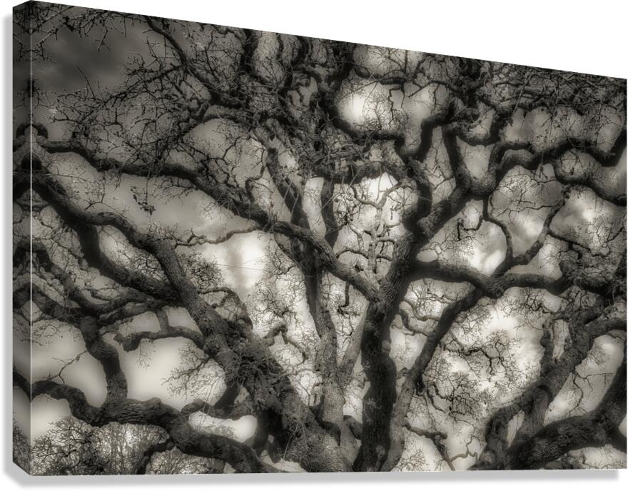 Oak Canvas Print