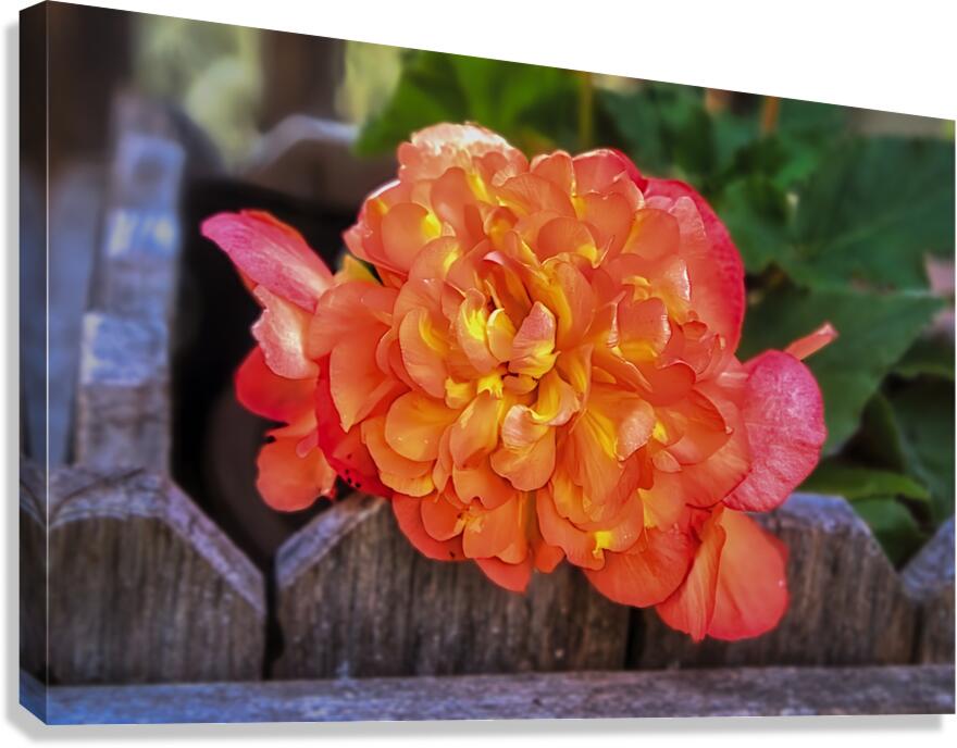 Begonia Canvas Print