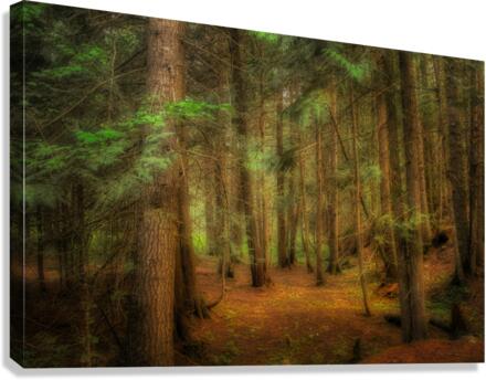Moody Forest Canvas Print