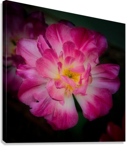 Tulip Canvas Print