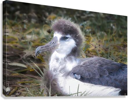 Albatross Canvas Print