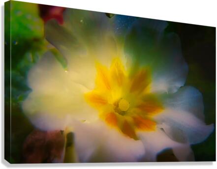 Primrose Canvas Print