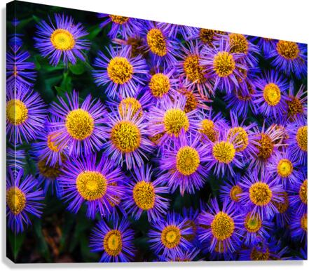 Showy Fleabane Canvas Print