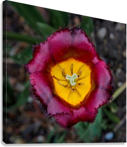 Tulip Canvas Print