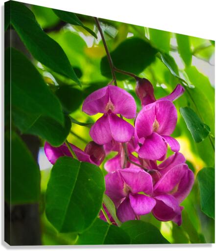 Akebia Canvas Print
