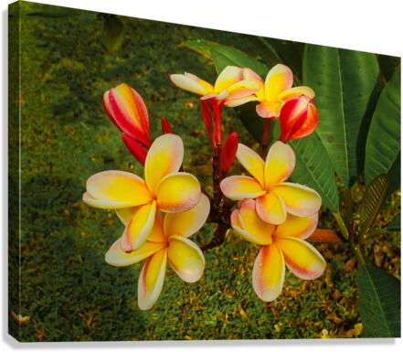 Plumeria Canvas Print