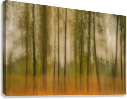 Forest Vision Canvas Print