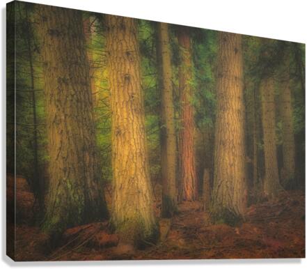 Mystical Forest Canvas Print