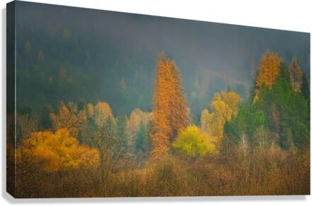 Fall Color Canvas Print