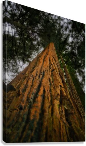 Redwood Tree Canvas Print