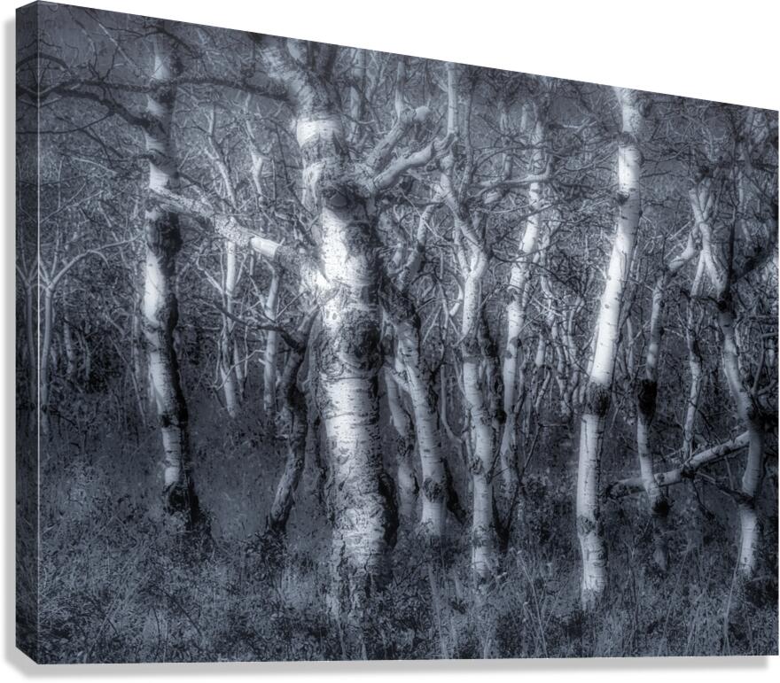 Dancing Aspens Canvas Print