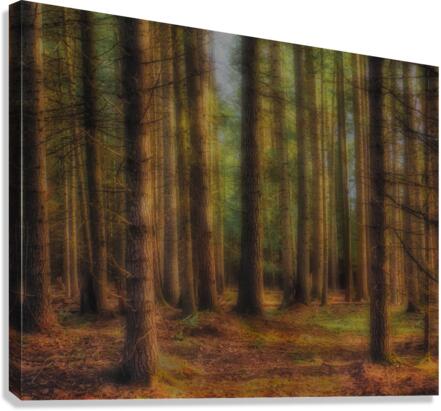 Forest Evening Light Canvas Print