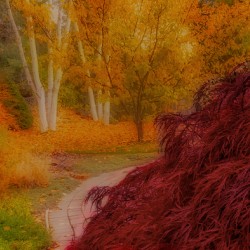 Fall Color