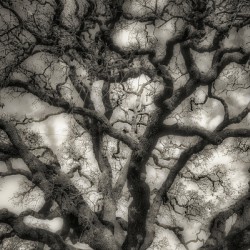 Oak