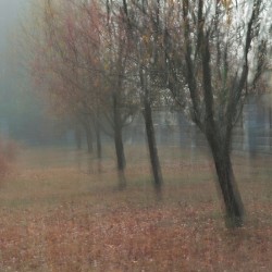Tree Row
