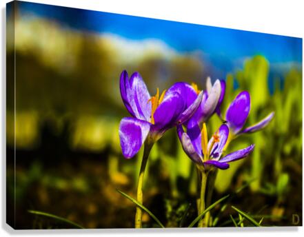 Flowers  Canvas Print