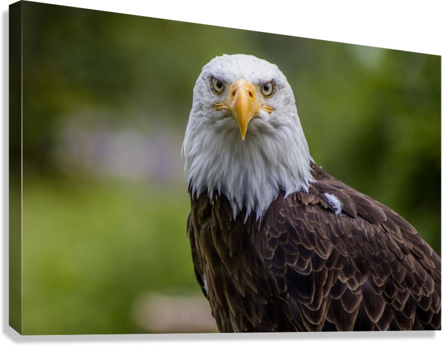 Eagle Canvas Print