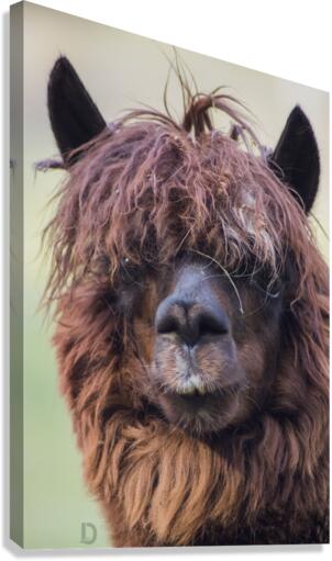 Lama Canvas Print