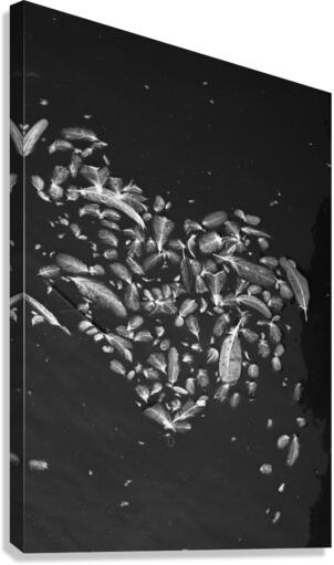 feathers Canvas Print