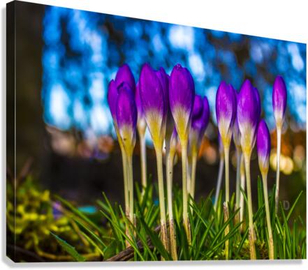 Flowers  Canvas Print