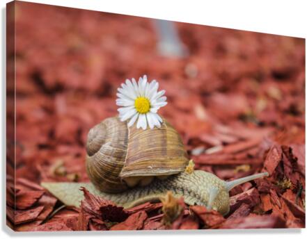 snail Canvas Print