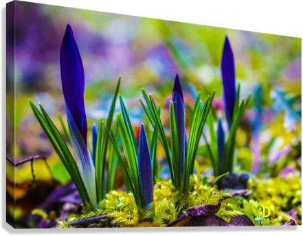 flowers  Canvas Print