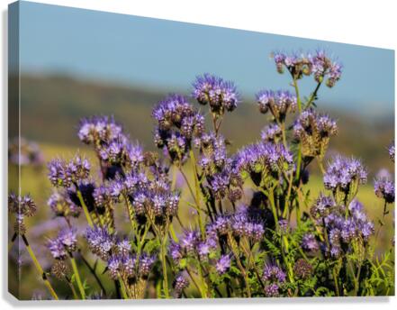Flowers Canvas Print