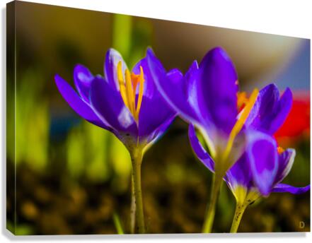flowers Canvas Print