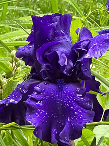 Hollywood Nights Bearded Iris