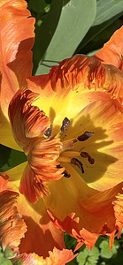 Yellow and Orange Parrot Tulips