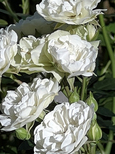 White Roses