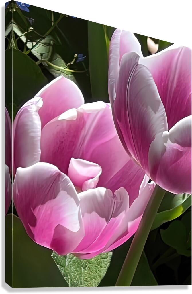 IMG 6066 Canvas Print