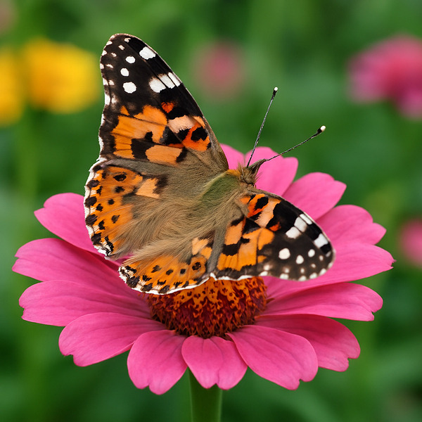 Butterfly on Pink Flower – Nature Wall Art | Fine Art Print for Home & Office by Digital forage