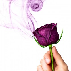 Purple Rose & Smoke Wall Art – Surreal Floral Elegance