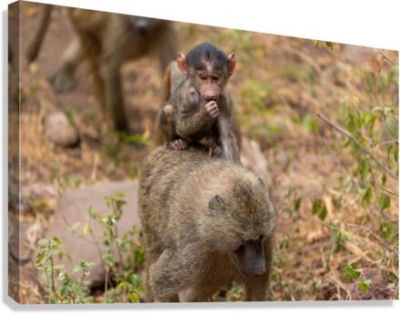 riding baboon Canvas Print