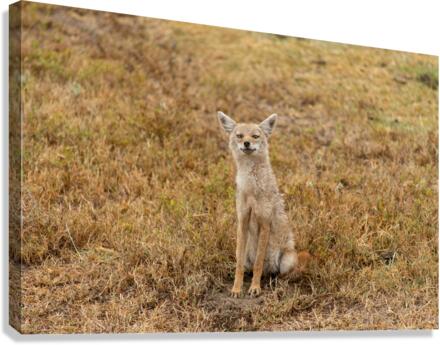 Goofy Jackal Canvas Print