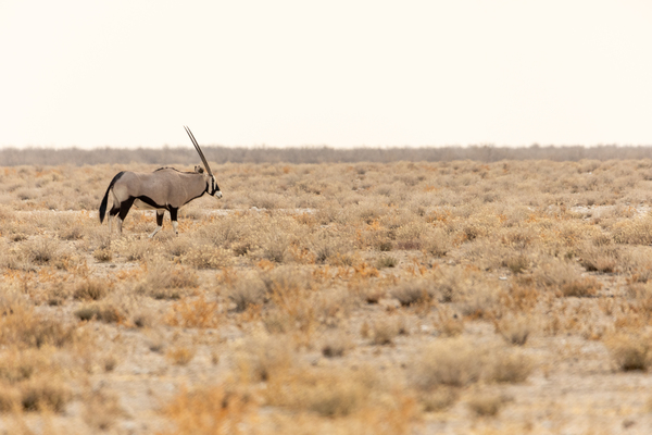 Oryx 2 Print