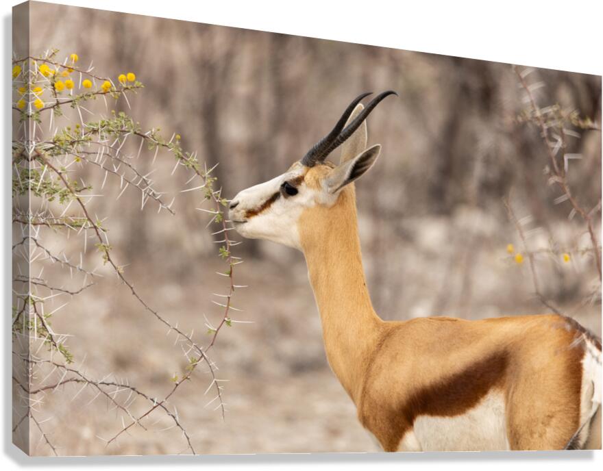Springbok 3 Canvas Print