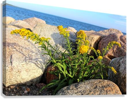 Growing through Canvas Print