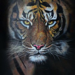 Tiger No.3