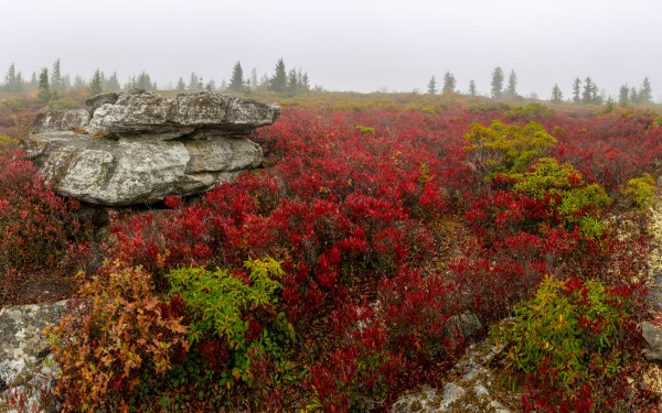 Alpine Tundra apmi 1812 by Artistic Photography