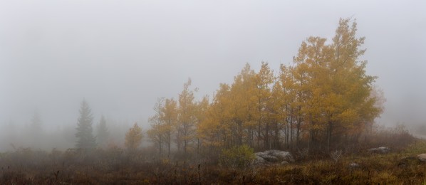 Aspen in Fog apmi 1830 by Artistic Photography
